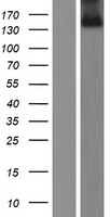 ZNF423 / OAZ Protein - Western validation with an anti-DDK antibody * L: Control HEK293 lysate R: Over-expression lysate