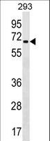 ZNF426 Antibody - ZNF426 Antibody western blot of 293 cell line lysates (35 ug/lane). The ZNF426 Antibody detected the ZNF426 protein (arrow).