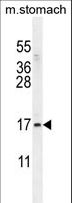 ZNF428 Antibody - ZNF428 Antibody western blot of mouse stomach tissue lysates (35 ug/lane). The ZNF428 antibody detected the ZNF428 protein (arrow).
