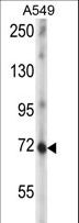 ZNF429 Antibody - ZNF429 Antibody western blot of A549 cell line lysates (35 ug/lane). The ZNF429 antibody detected the ZNF429 protein (arrow).