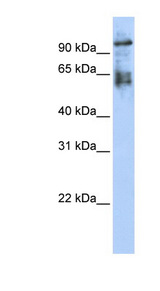 ZNF43 Antibody - ZNF43 antibody Western blot of 293T cell lysate. This image was taken for the unconjugated form of this product. Other forms have not been tested.