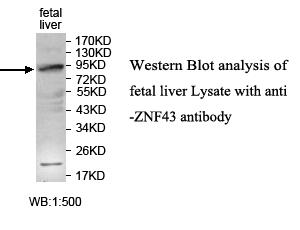 ZNF43 Antibody