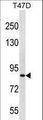 ZNF43 Antibody - ZNF43 Antibody western blot of T47D cell line lysates (35 ug/lane). The ZNF43 antibody detected the ZNF43 protein (arrow).