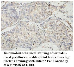 ZNF432 Antibody