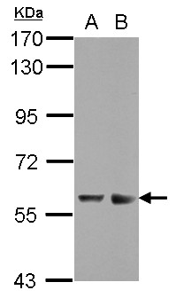 ZNF434 Antibody - Sample (30 ug of whole cell lysate) A: THP-1 B: HL-60 7.5% SDS PAGE ZNF434 antibody diluted at 1:2000