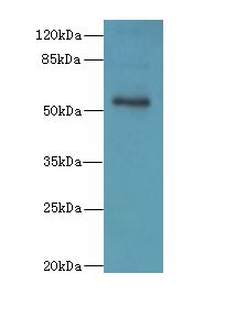ZNF434 Antibody - Western blot. All lanes: ZSCAN32 antibody at 1 ug/ml+ MCF7 whole cell lysate Goat polyclonal to rabbit at 1:10000 dilution. Predicted band size: 55 kDa. Observed band size: 55 kDa.