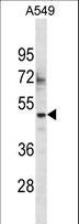 ZNF435 / ZSCAN16 Antibody - ZSCAN16 Antibody western blot of A549 cell line lysates (35 ug/lane). The ZSCAN16 antibody detected the ZSCAN16 protein (arrow).