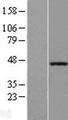 ZNF435 / ZSCAN16 Protein - Western validation with an anti-DDK antibody * L: Control HEK293 lysate R: Over-expression lysate