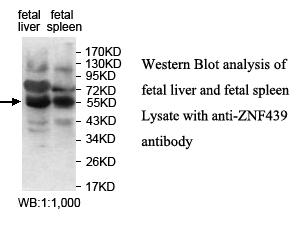 ZNF439 Antibody