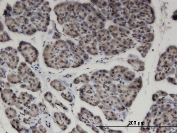 ZNF44 / GIOT-2 Antibody - Immunoperoxidase of monoclonal antibody to ZNF44 on formalin-fixed paraffin-embedded human pancreas. [antibody concentration 3 ug/ml]