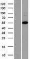 ZNF446 Protein - Western validation with an anti-DDK antibody * L: Control HEK293 lysate R: Over-expression lysate