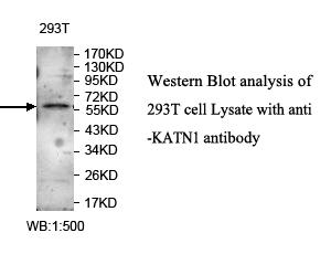 ZNF449 Antibody