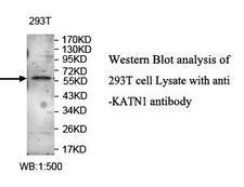 ZNF449 Antibody