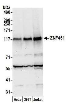 ZNF451 Antibody - Detection of human ZNF451 by western blot. Samples: Whole cell lysate (50 µg) from HeLa, HEK293T, and Jurkat cells prepared using NETN lysis buffer. Antibody: Affinity purified rabbit anti-ZNF451 antibody used for WB at 0.1 µg/ml. Detection: Chemiluminescence with an exposure time of 30 seconds.