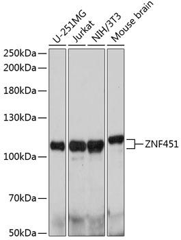 ZNF451 Antibody - Western blot analysis of extracts of various cell lines using ZNF451 Polyclonal Antibody at dilution of 1:1000.