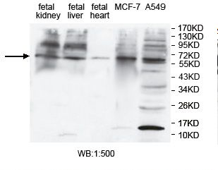 ZNF460 Antibody