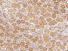 ZNF462 Antibody - Immunochemical staining of human ZNF462 in human kidney with rabbit polyclonal antibody at 1:100 dilution, formalin-fixed paraffin embedded sections.