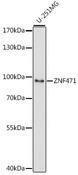 ZNF471 Antibody - Western blot analysis of extracts of U-251MG cells using ZNF471 Polyclonal Antibody at dilution of 1:1000.