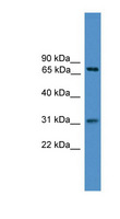 ZNF471 Antibody - ZNF471 antibody Western blot of 721_B cell lysate. This image was taken for the unconjugated form of this product. Other forms have not been tested.