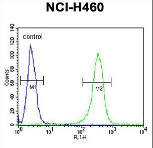 ZNF473 Antibody - ZN473 Antibody flow cytometry of NCI-H460 cells (right histogram) compared to a negative control cell (left histogram). FITC-conjugated goat-anti-rabbit secondary antibodies were used for the analysis.