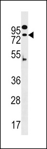 ZNF480 Antibody - ZNF480 Antibody western blot of A549 cell line lysates (35 ug/lane). The ZNF480 antibody detected the ZNF480 protein (arrow).