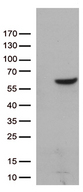 ZNF480 Antibody - HEK293T cells were transfected with the pCMV6-ENTRY control. (Left lane) or pCMV6-ENTRY ZNF480. (Right lane) cDNA for 48 hrs and lysed. Equivalent amounts of cell lysates. (5 ug per lane) were separated by SDS-PAGE and immunoblotted with anti-ZNF480. (1:500)