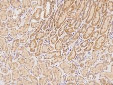 ZNF480 Antibody - Immunochemical staining of human ZNF480 in human kidney with rabbit polyclonal antibody at 1:300 dilution, formalin-fixed paraffin embedded sections.