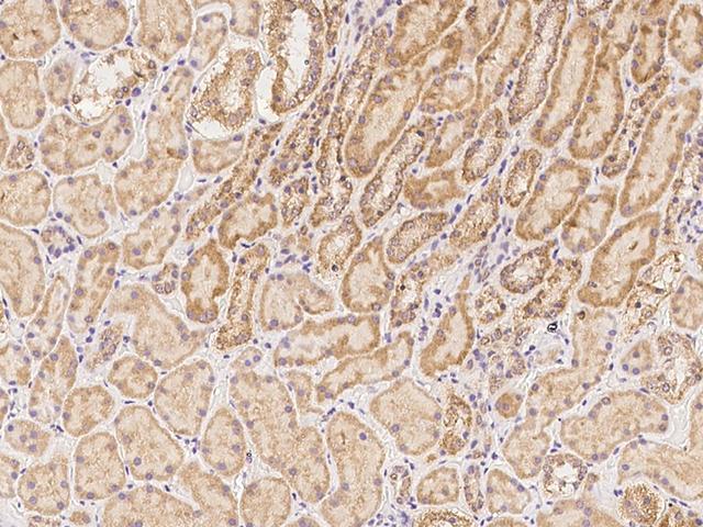 ZNF480 Antibody - Immunochemical staining of human ZNF480 in human kidney with rabbit polyclonal antibody at 1:300 dilution, formalin-fixed paraffin embedded sections.