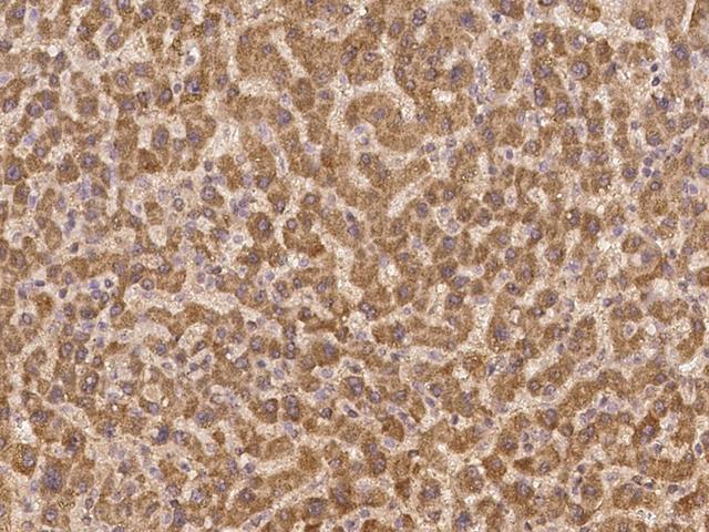 ZNF480 Antibody - Immunochemical staining of human ZNF480 in human liver with rabbit polyclonal antibody at 1:300 dilution, formalin-fixed paraffin embedded sections.