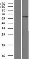 ZNF480 Protein - Western validation with an anti-DDK antibody * L: Control HEK293 lysate R: Over-expression lysate