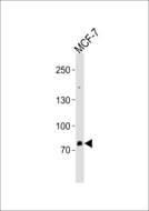 ZNF483 Antibody - ZNF483 Antibody western blot of MCF-7 cell line lysates (35 ug/lane). The ZNF483 antibody detected the ZNF483 protein (arrow).