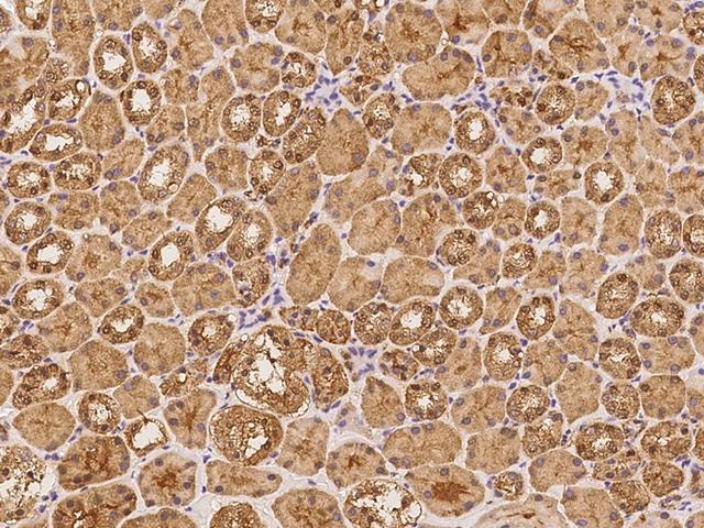ZNF483 Antibody - Immunochemical staining of human ZNF483 in human kidney with rabbit polyclonal antibody at 1:100 dilution, formalin-fixed paraffin embedded sections.