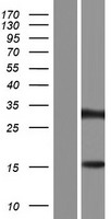 ZNF483 Protein - Western validation with an anti-DDK antibody * L: Control HEK293 lysate R: Over-expression lysate