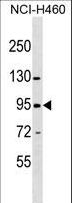 ZNF484 Antibody - ZNF484 Antibody western blot of NCI-H460 cell line lysates (35 ug/lane). The ZNF484 Antibody detected the ZNF484 protein (arrow).