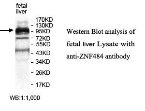 ZNF484 Antibody