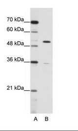 ZNF485 Antibody - A: Marker, B: HepG2 Cell Lysate.  This image was taken for the unconjugated form of this product. Other forms have not been tested.