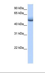 ZNF486 Antibody - Fetal brain cell lysate. Antibody concentration: 0.5 ug/ml. Gel concentration: 12%.  This image was taken for the unconjugated form of this product. Other forms have not been tested.