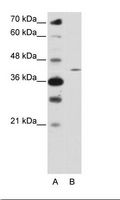 ZNF488 Antibody - A: Marker, B: HepG2 Cell Lysate.  This image was taken for the unconjugated form of this product. Other forms have not been tested.