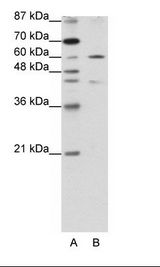 ZNF496 / NZIP1 Antibody - A: Marker, B: HepG2 Cell Lysate.  This image was taken for the unconjugated form of this product. Other forms have not been tested.