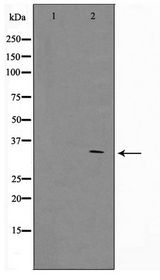 ZNF498 Antibody - Western blot of COS7 cell lysate using ZNF498 Antibody