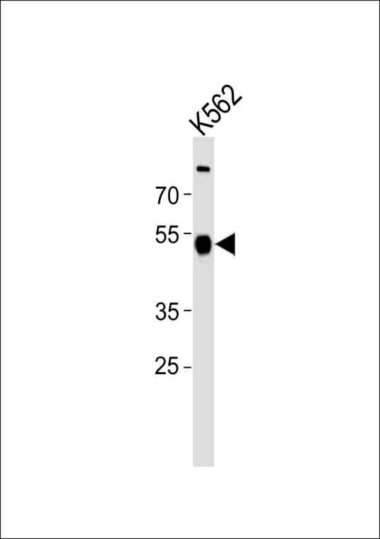 ZNF500 Antibody - Western blot of lysate from K562 cell line, using ZNF500 Antibody. Antibody was diluted at 1:1000. A goat anti-rabbit IgG H&L (HRP) at 1:10000 dilution was used as the secondary antibody. Lysate at 20ug.
