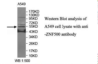 ZNF500 Antibody