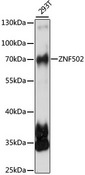 ZNF502 Antibody - Western blot analysis of extracts of 293T cells, using ZNF502 antibody at 1:1000 dilution. The secondary antibody used was an HRP Goat Anti-Rabbit IgG (H+L) at 1:10000 dilution. Lysates were loaded 25ug per lane and 3% nonfat dry milk in TBST was used for blocking. An ECL Kit was used for detection and the exposure time was 20s.