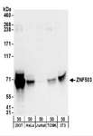 ZNF503 Antibody - Detection of Human and Mouse ZNF503 by Western Blot. Samples: Whole cell lysate (50 ug) from 293T, HeLa, Jurkat, mouse TCMK-1, and mouse NIH3T3 cells. Antibodies: Affinity purified rabbit anti-ZNF503 antibody used for WB at 0.1 ug/ml. Detection: Chemiluminescence with an exposure time of 10 seconds.