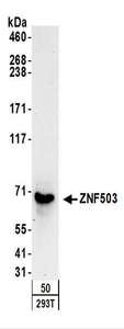 ZNF503 Antibody - Detection of Human ZNF503 by Western Blot. Samples: Whole cell lysate (50 ug) from 293T cells. Antibodies: Affinity purified rabbit anti-ZNF503 antibody used for WB at 0.1 ug/ml. Detection: Chemiluminescence with an exposure time of 3 minutes.