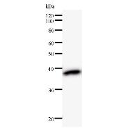 ZNF509 / ZBTB49 Antibody - Western blot analysis of immunized recombinant protein, using anti-ZNF509 monoclonal antibody.