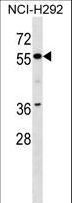 ZNF512 Antibody - ZNF512 Antibody western blot of NCI-H292 cell line lysates (35 ug/lane). The ZNF512 antibody detected the ZNF512 protein (arrow).