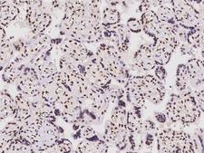 ZNF512B Antibody - Immunochemical staining of human ZNF512B in human placenta with rabbit polyclonal antibody at 1:500 dilution, formalin-fixed paraffin embedded sections.