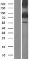 ZNF513 Protein - Western validation with an anti-DDK antibody * L: Control HEK293 lysate R: Over-expression lysate