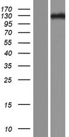 ZNF516 Protein - Western validation with an anti-DDK antibody * L: Control HEK293 lysate R: Over-expression lysate